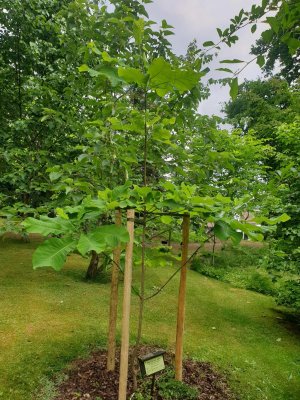 Magnolia macrophylla ssp. ashei - šácholan velkolistý 
